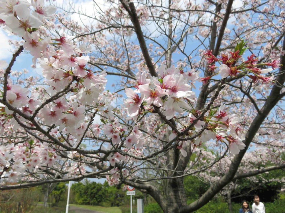 コンタクトグループでお花見の画像1