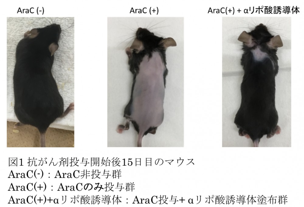 抗がん剤AraCによる発毛抑制効果に対するαリポ酸誘導体の効果の画像