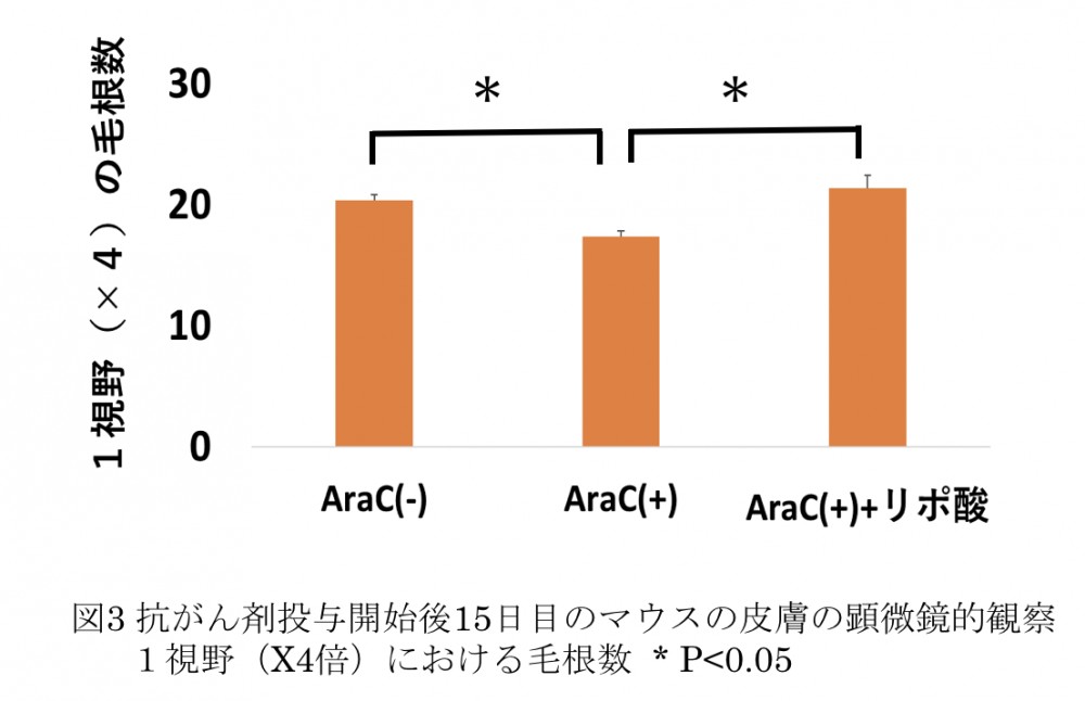 抗がん剤AraCによる発毛抑制効果に対するαリポ酸誘導体の効果の画像2