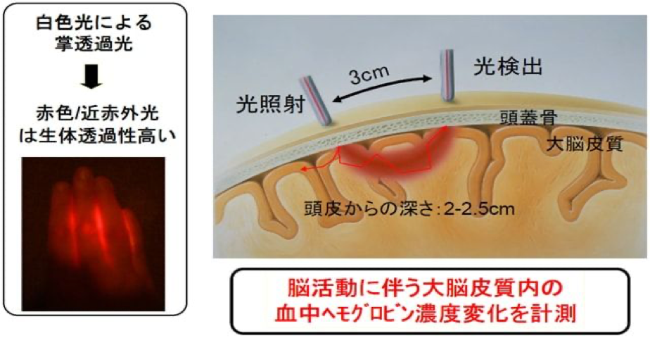 NIRSによるヘモグロビン濃度の計測の画像