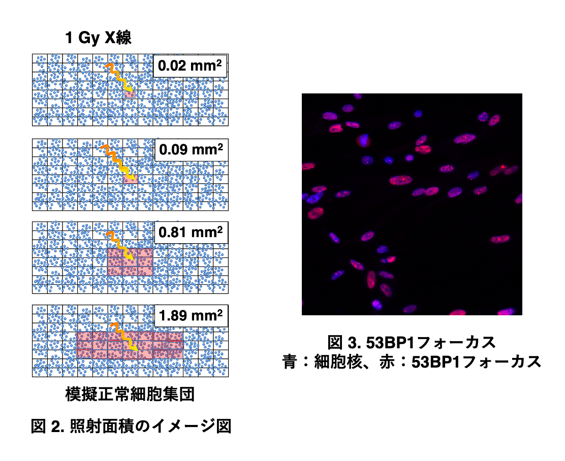 照射面積と53BP1