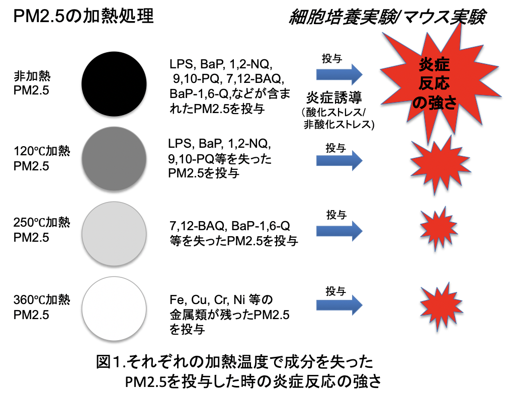 それぞれの加熱温度で成分を失ったPM2.5を投与した時の炎症反応の強さ