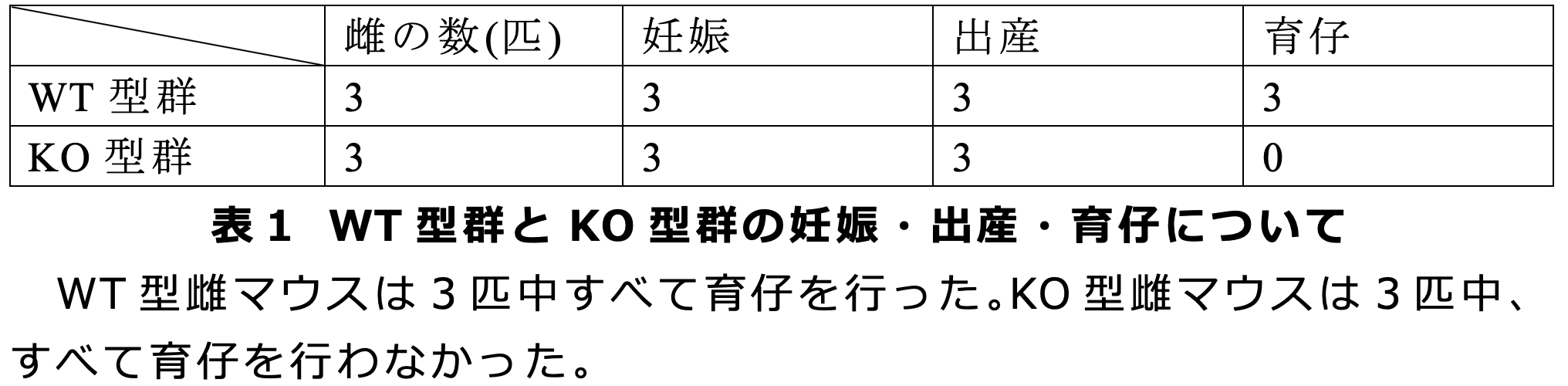 表１ WT型群とKO型群の妊娠・出産・育仔について