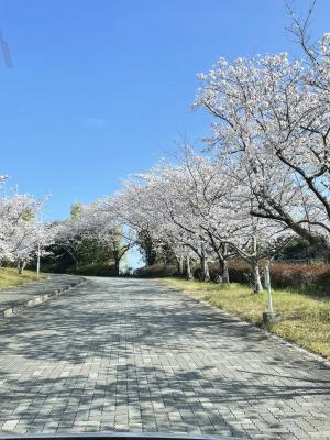 入学式に満開の桜の散歩道の桜
